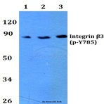 p-Integrin (beta)3 (Y785) pAb