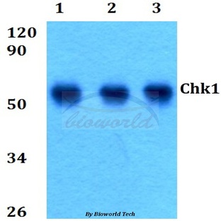 Chk1 (S291) pAb