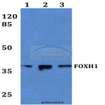 FAST-1/2 (Q19) pAb