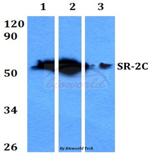 SR-2C (P190) pAb