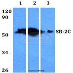 SR-2C (P190) pAb