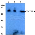 COL5A3 (T241) pAb