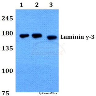 Laminin (gamma)-3 (T1385) pAb