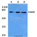 FMIP (E602) pAb