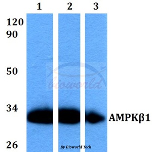 AMPK(beta)1 (V175) pAb