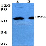 HDAC1 (E417) pAb