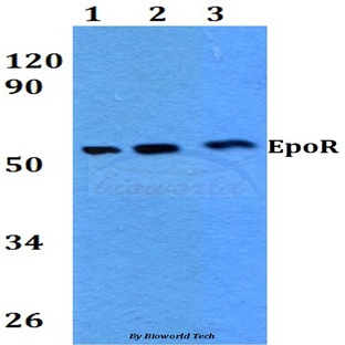 EpoR (S423) pAb