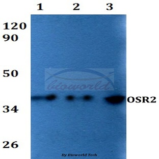 OSR2 (F118) pAb