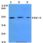 TEF-5 (H246) pAb