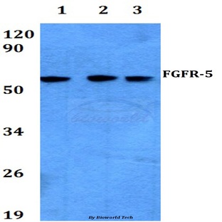 FGFR-5 (L191) pAb