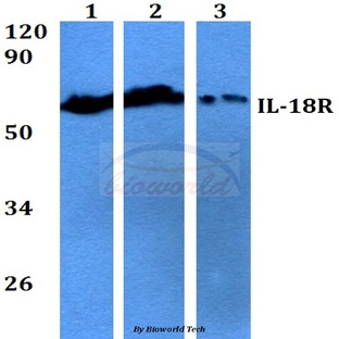 IL-18R (M270) pAb