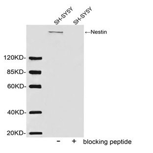anti-Nestin (NES) (AA 1280-1330) antibody, ABIN398888 from 