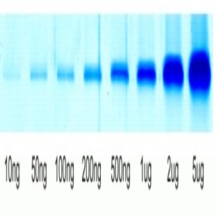 Protein Gel Flash Staining Kit