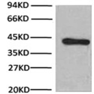 HRP Conjugated Anti-beta Actin Mouse Monoclonal Antibody  (1C7)