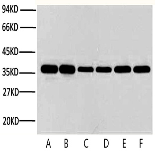 Anti-GAPDH Mouse Monoclonal Antibody (2B5) 