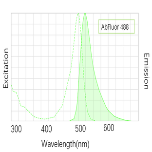 Anti-GAPDH Mouse Monoclonal Antibody (2B5) , AbFluor™ 488 Conjugated