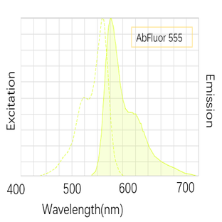 Anti-GAPDH Mouse Monoclonal Antibody (2B5) , AbFluor™ 555 Conjugated