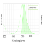 Anti-Lamin B1 Monoclonal Antibody (15T1) , AbFluor™ 488 Conjugated