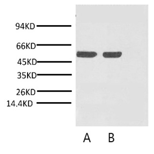 Anti-Rubisco (Large Chain) Monoclonal Antibody (9Y6) 