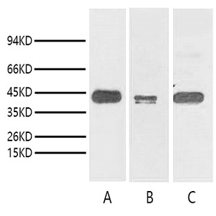 Anti-TBP/TATA Binding Protein Monoclonal Antibody (2C6) 