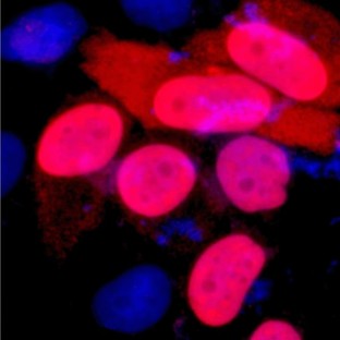 Anti-DDDDK Tag Mouse Monoclonal Antibody (1B10)