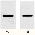 Anti-DDDDK Tag Rabbit Polyclonal Antibody