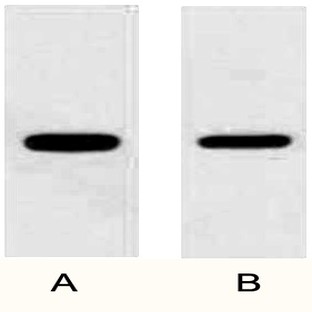 Anti-GFP Tag Rabbit Polyclonal Antibody