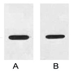 Anti-Myc Tag Rabbit Polyclonal Antibody