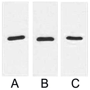 Anti-RFP Tag Mouse Monoclonal Antibody (9D1)