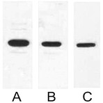 Anti-T7 Tag Mouse Monoclonal Antibody (6D4)