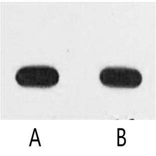 Anti-Avi-Tag Monoclonal Antibody (5G11)