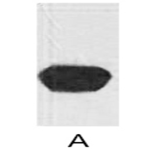 Anti-mStrawberry Monoclonal Antibody (4C9)