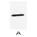 Anti-AmCyan Monoclonal Antibody (8T2)