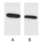 Anti-ECFP-Tag Monoclonal Antibody (6B11)