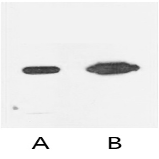 Anti-Nano-Tag9 Monoclonal Antibody (11T3)