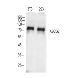 ABCG2 Polyclonal Antibody