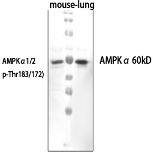 AMPK?1/2 (phospho Thr183/172) Polyclonal Antibody