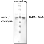 AMPK?1/2 (phospho Thr183/172) Polyclonal Antibody