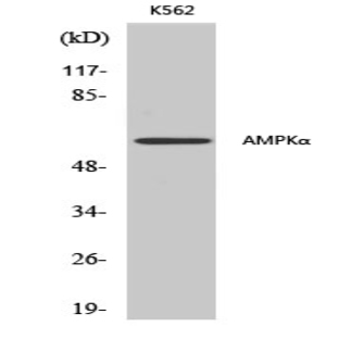 AMPK?1/2 Polyclonal Antibody