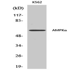 AMPK?1/2 Polyclonal Antibody