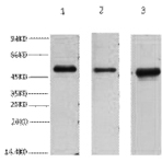 FH Monoclonal Antibody