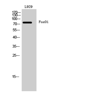 FoxO1 Polyclonal Antibody