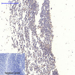 GSK3?/? (phospho Tyr279/216) Polyclonal Antibody