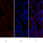 Smad4 Polyclonal Antibody