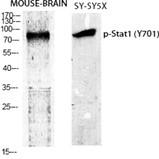 Stat1 (phospho Tyr701) Polyclonal Antibody