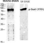 Stat1 (phospho Tyr701) Polyclonal Antibody