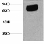 Transferrin Monoclonal Antibody