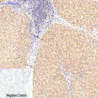 ATG5 Mouse Monoclonal Antibody(3C7)