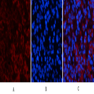 ATG7 Mouse Monoclonal Antibody(3D6)