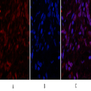 Caspase-3 Polyclonal Antibody